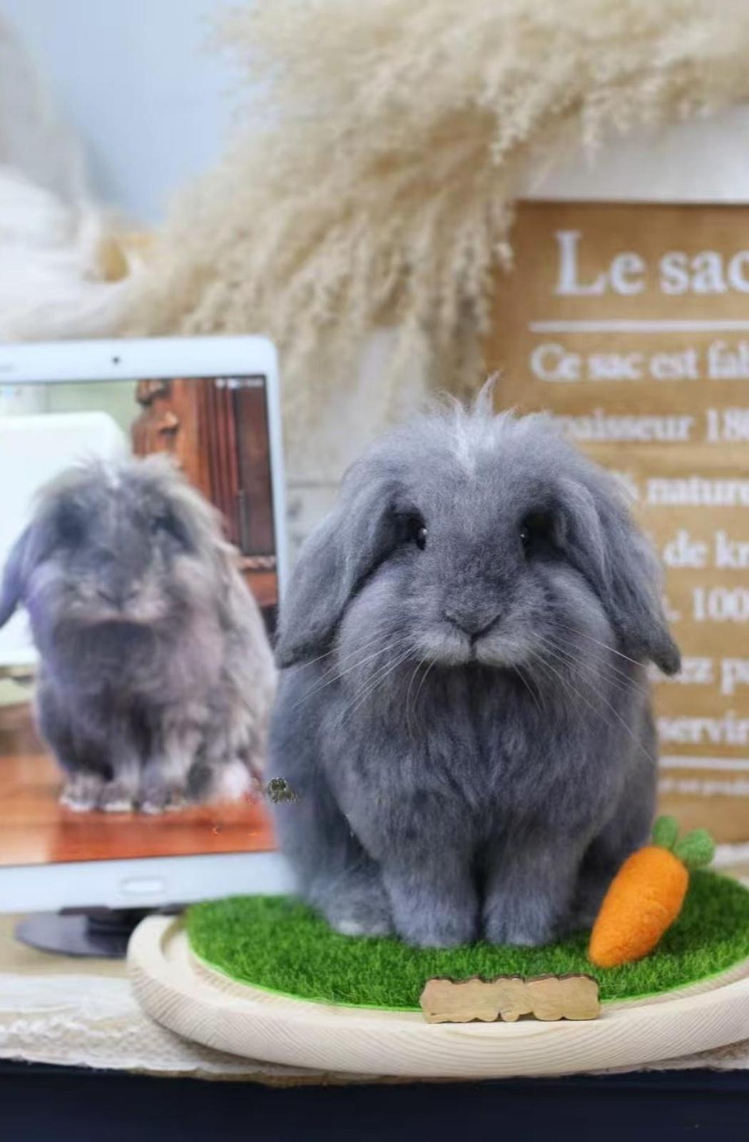 Framed Pet Portrait - Rabbit - woolfelt.pet